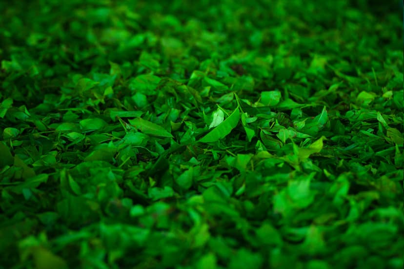 Fresh organic green tea leaves