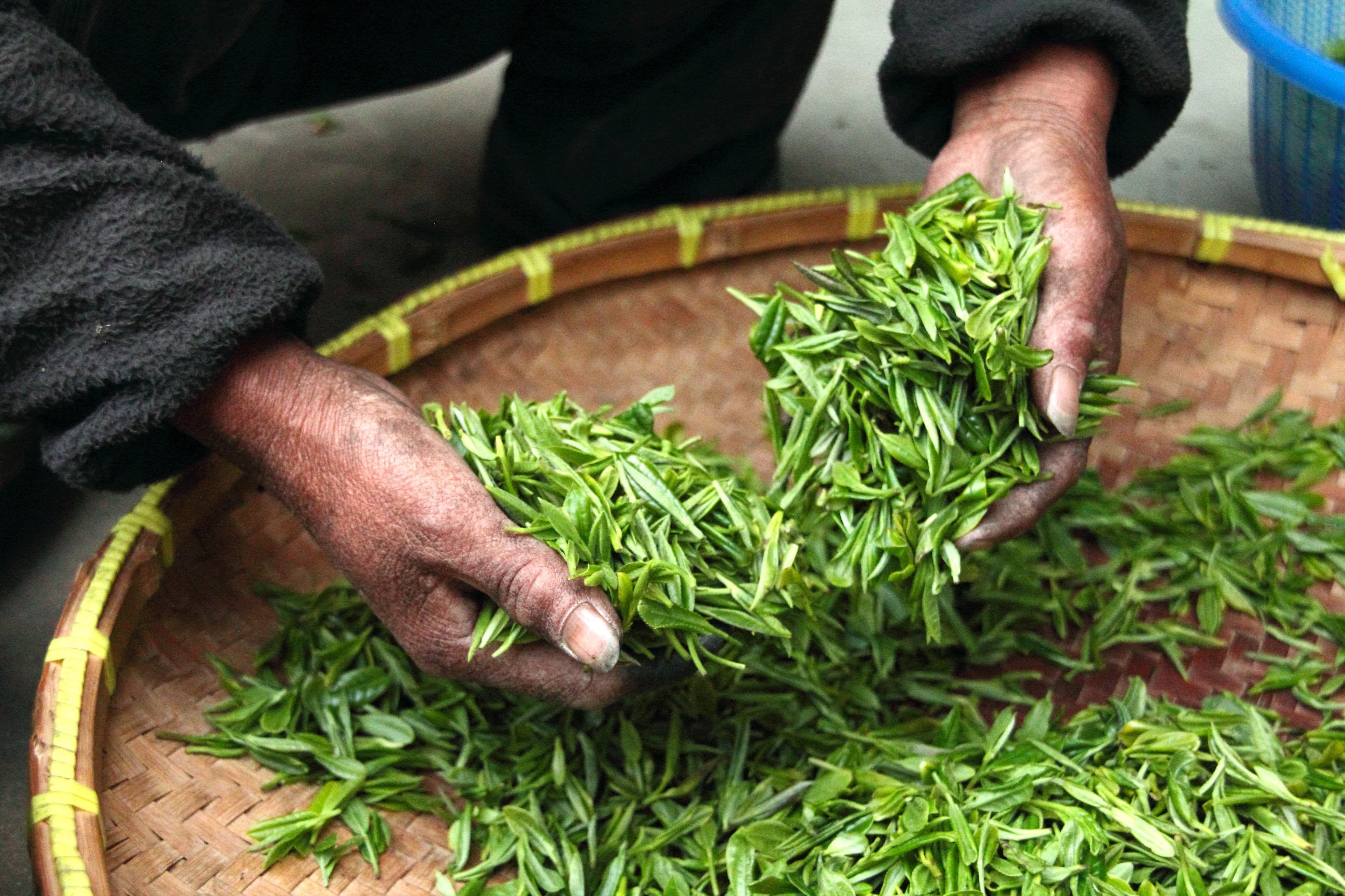 Hateypatti tea leaves banner